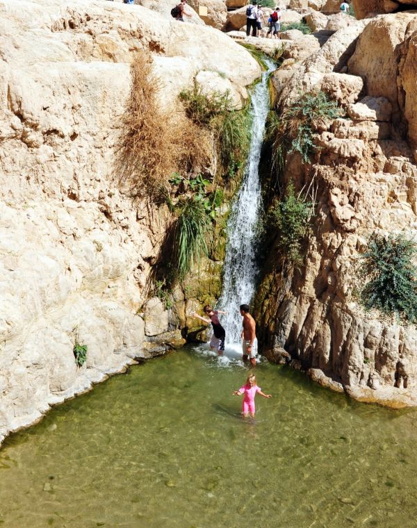 תמונה של שמורת עין גדי: נחל דוד ונחל ערוגות - למטייל בישראל (טיולי)